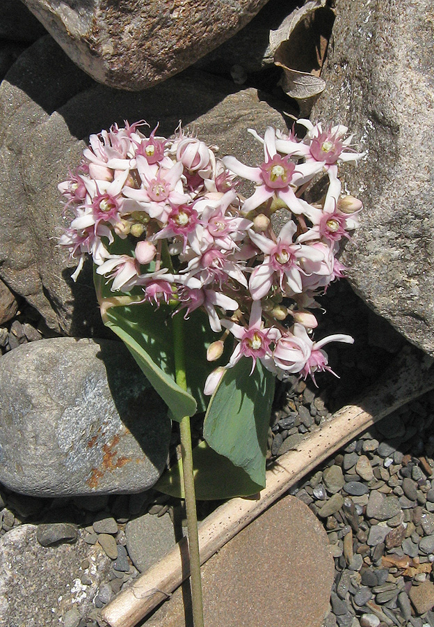 Image of Cynanchum acutum specimen.