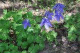 Aquilegia sibirica