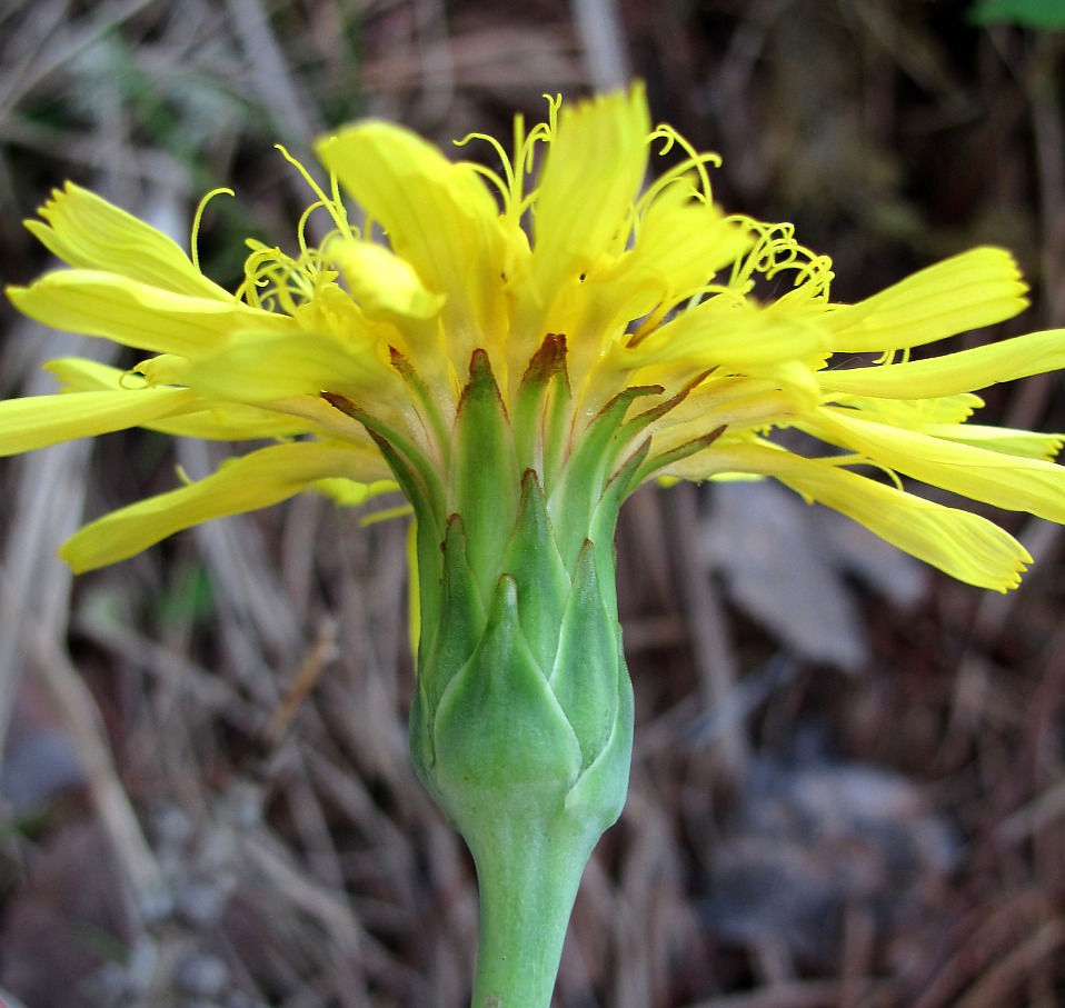 Image of Scorzonera glabra specimen.