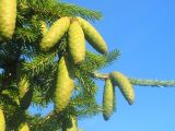 Picea obovata. Ветка с незрелыми шишками. Новосибирская обл., Искитимский р-н, пгт Линёво. 19 июля 2013 г.