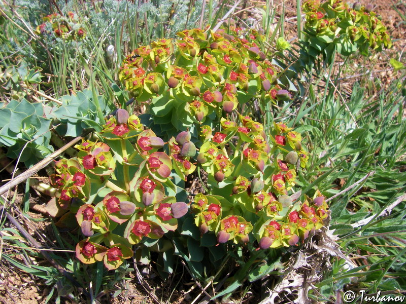 Изображение особи Euphorbia myrsinites.