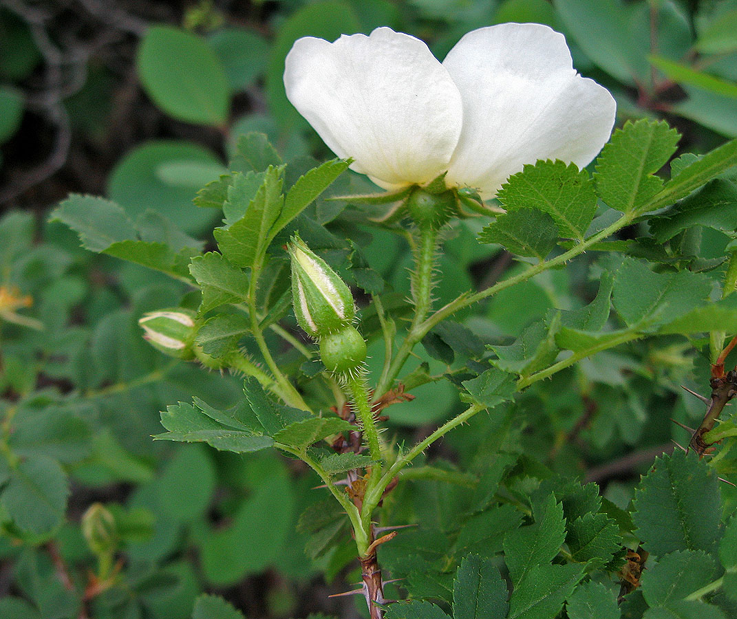 Изображение особи Rosa spinosissima.