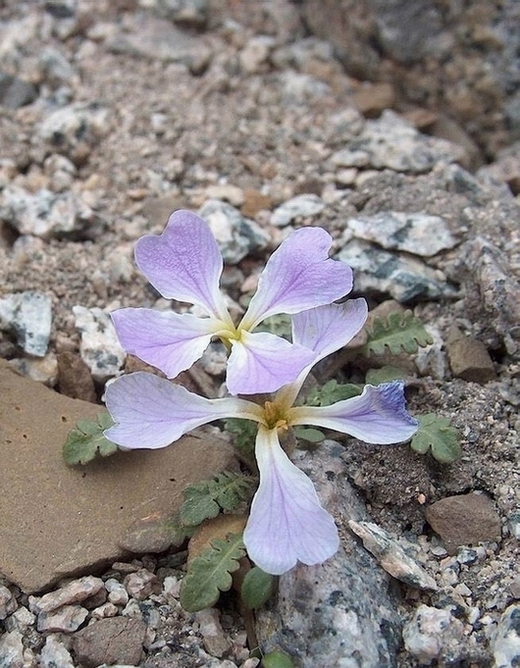 Image of Chorispora bungeana specimen.