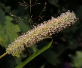 Phleum pratense