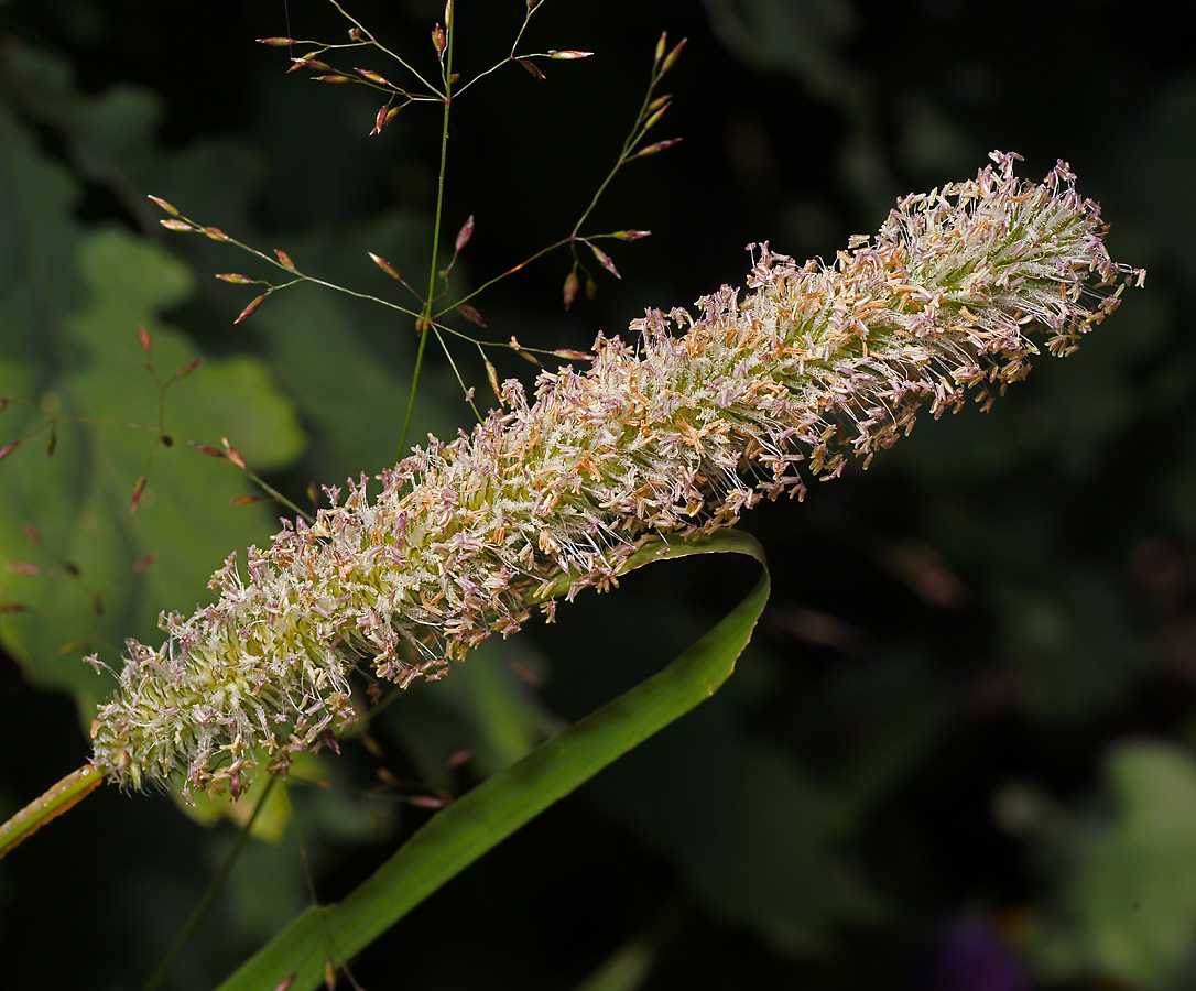 Image of Phleum pratense specimen.