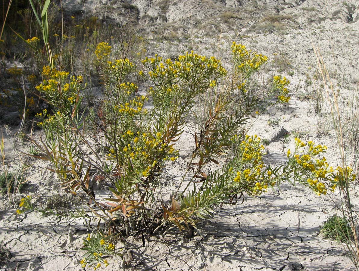 Image of Galatella biflora specimen.