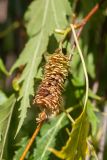 Betula form dalecarlica