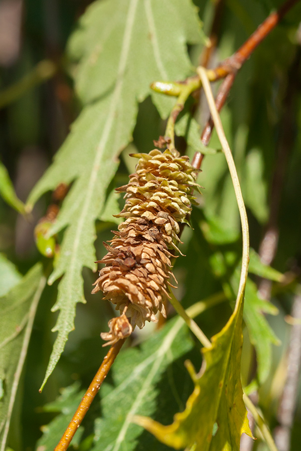 Image of Betula pendula f. dalecarlica specimen.