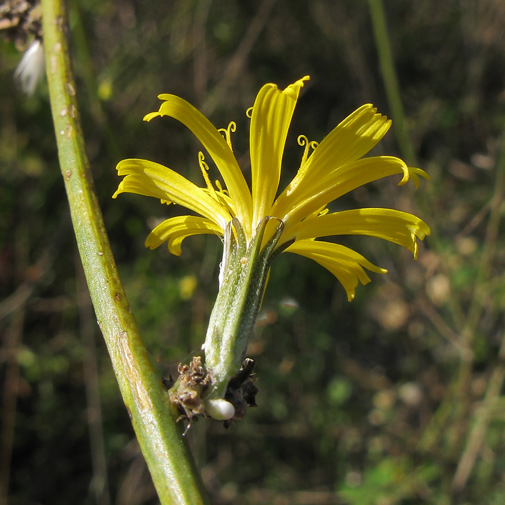 Изображение особи Chondrilla juncea.