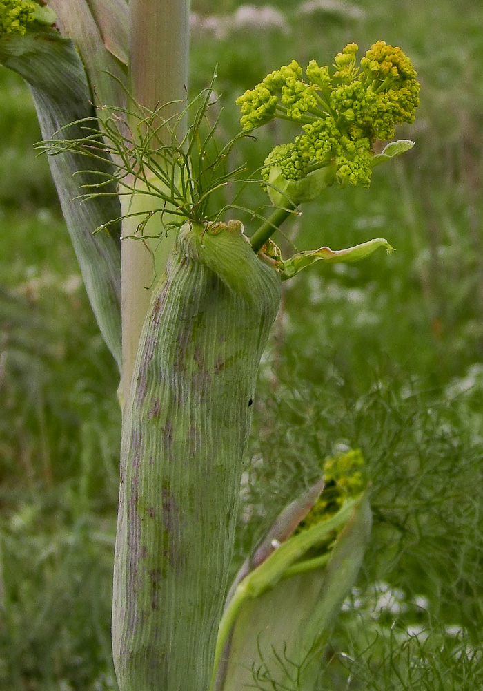 Изображение особи Ferula communis.