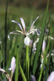 Iris sogdiana