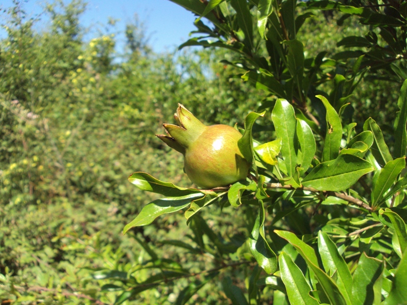 Image of Punica granatum specimen.