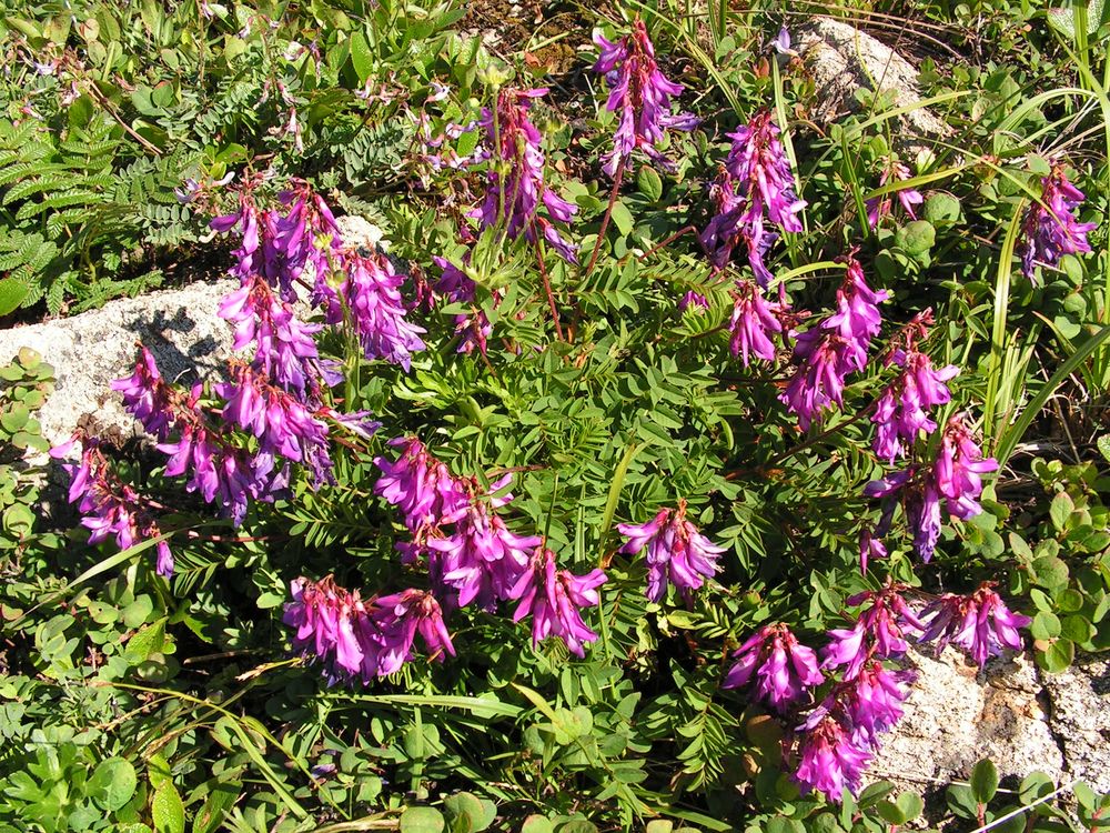 Изображение особи Hedysarum branthii.