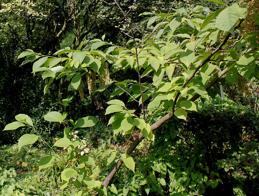 Изображение особи Pterostyrax hispidus.