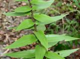 Lilium henryi. Средняя часть побега. Германия, г. Дюссельдорф, Ботанический сад университета. 14.08.2013.