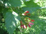 Acer tataricum