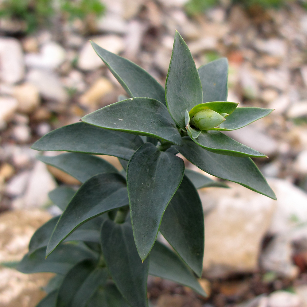 Image of Linaria genistifolia specimen.