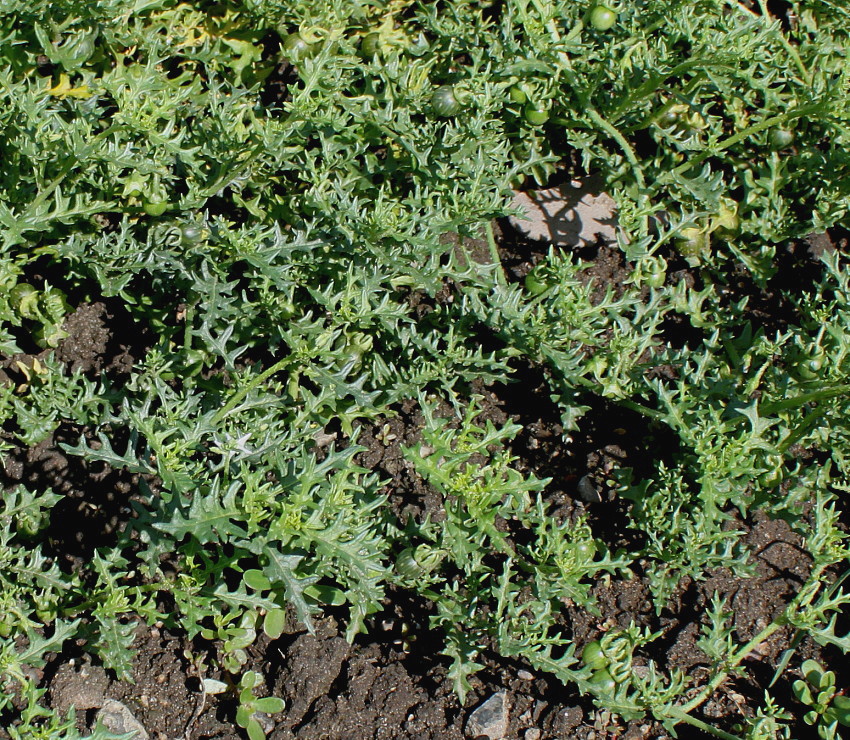 Изображение особи Solanum triflorum.