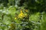 Lysimachia vulgaris. Верхушка расцветающего растения. Санкт-Петербург, Петергоф, Александрийский парк. 03.07.2011.