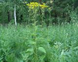 Crepis sibirica. Цветущие растения. Иркутская обл., окр. Иркутского вдхр, лес. 25.07.2013.