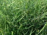 Asparagus officinalis