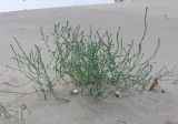 Corispermum orientale