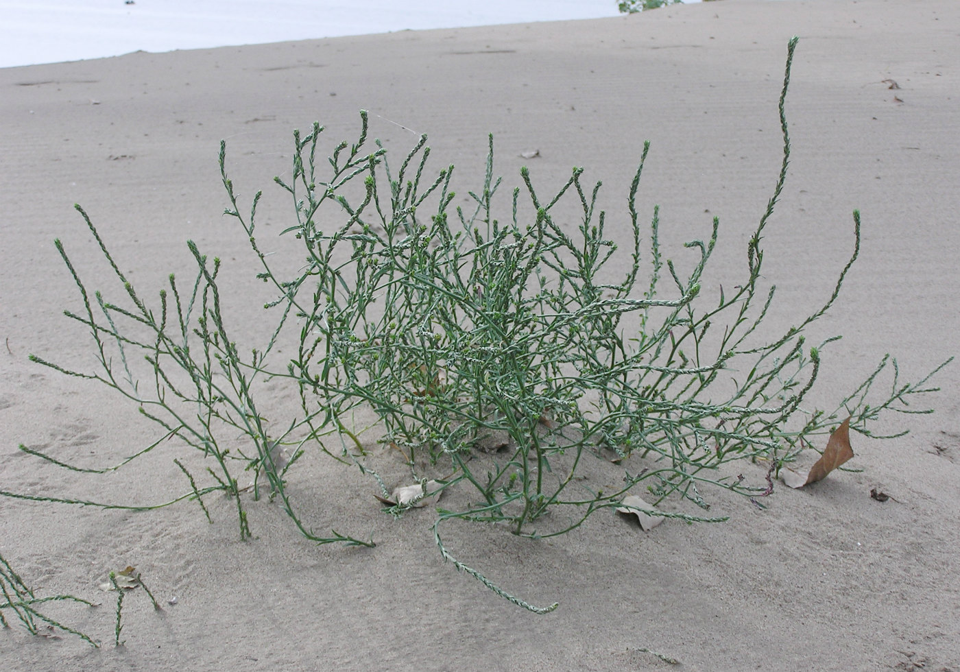 Image of Corispermum orientale specimen.