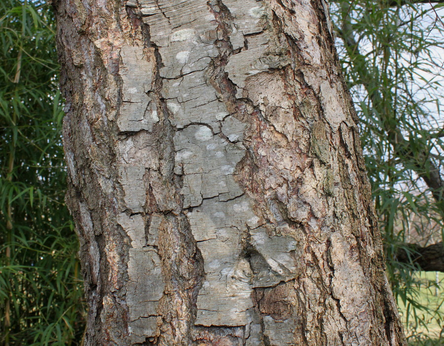 Image of Nothofagus obliqua specimen.