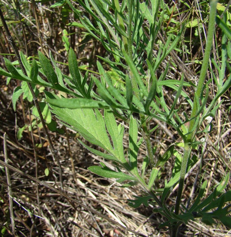 Изображение особи Scabiosa ochroleuca.