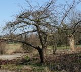 Prunus serrulata. Растение, выходящее из состояния зимнего покоя ('Shirofugen'). Германия, г. Дюссельдорф, Ботанический сад университета. 10.03.2014.