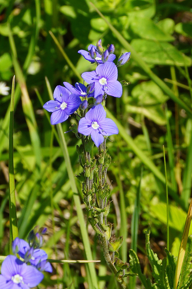 Image of Veronica krylovii specimen.
