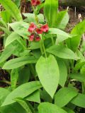 Pulmonaria filarszkyana