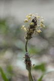 Plantago lanceolata