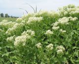 Cardaria draba