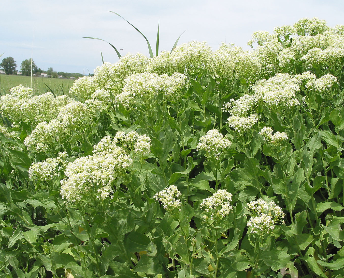 Изображение особи Cardaria draba.