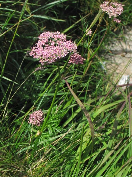 Image of Mutellina adonidifolia specimen.