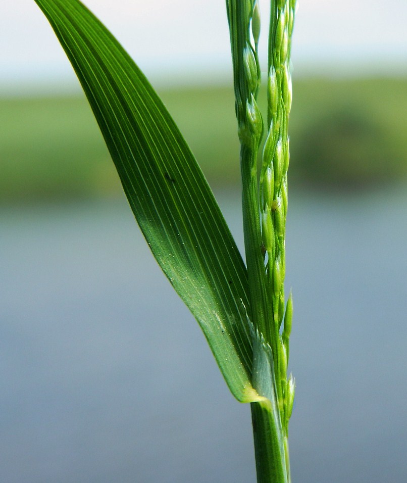 Image of Poa palustris specimen.