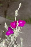 Lychnis coronaria