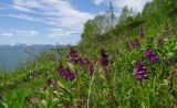 Dactylorhiza aristata. Цветущие растения. Камчатский край, г. Петропавловск-Камчатский, Октябрьский р-н, бухта Моховая, склоны сопки вблизи морского берега. 10.06.2014.