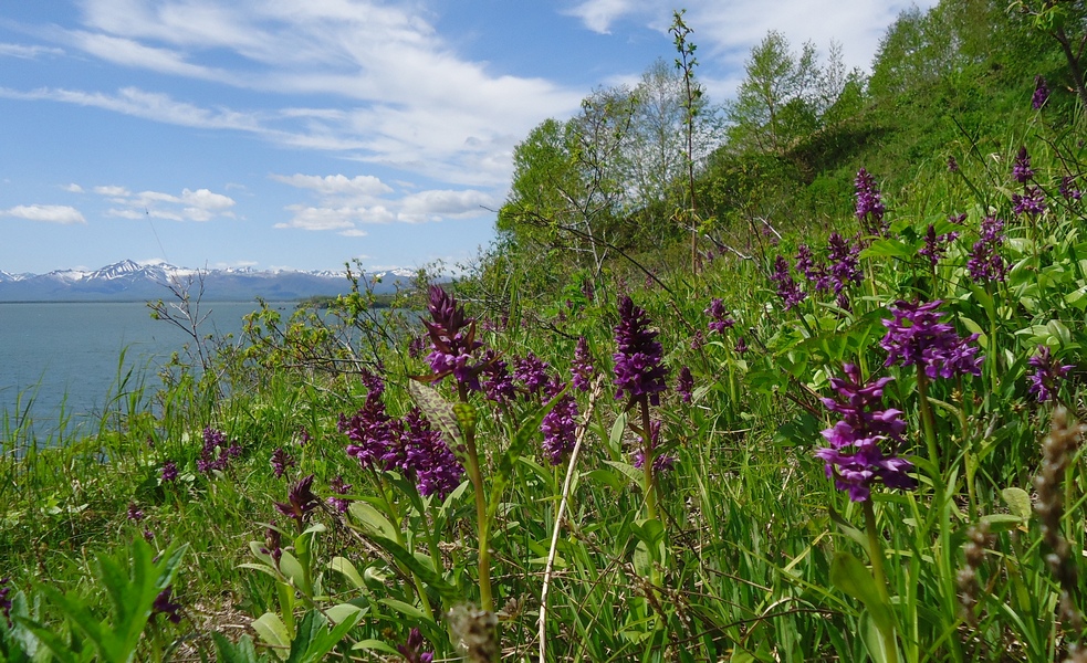 Изображение особи Dactylorhiza aristata.