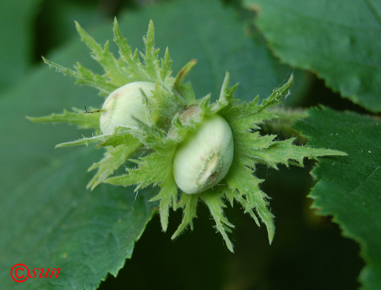 Изображение особи род Corylus.