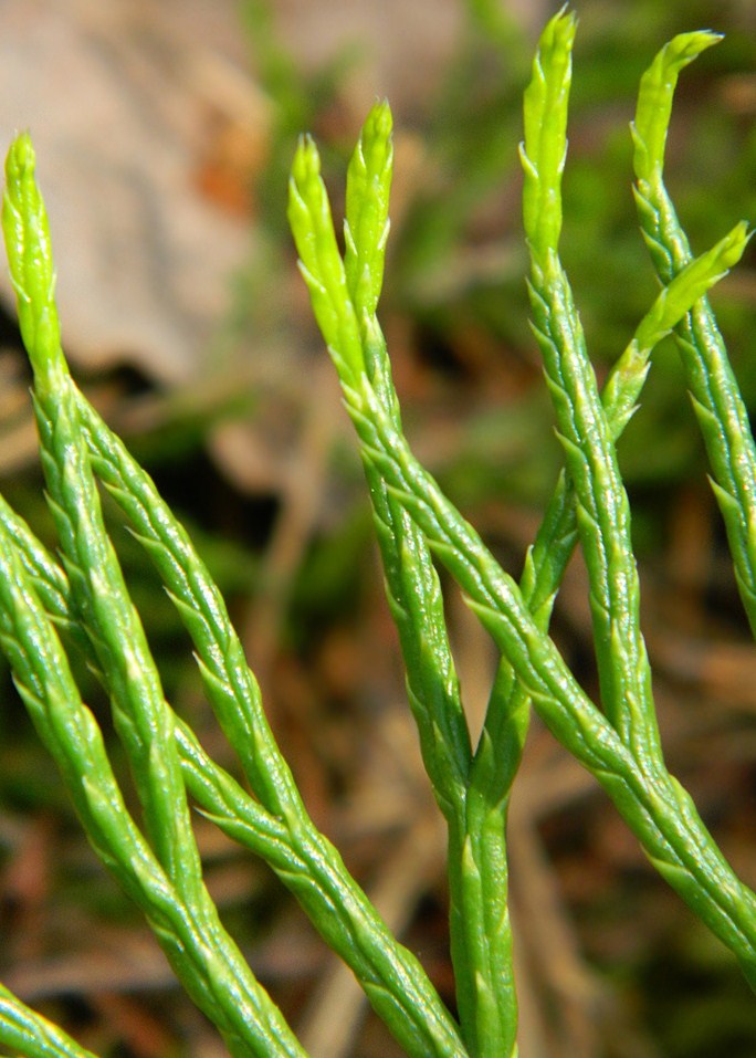 Image of Diphasiastrum complanatum specimen.