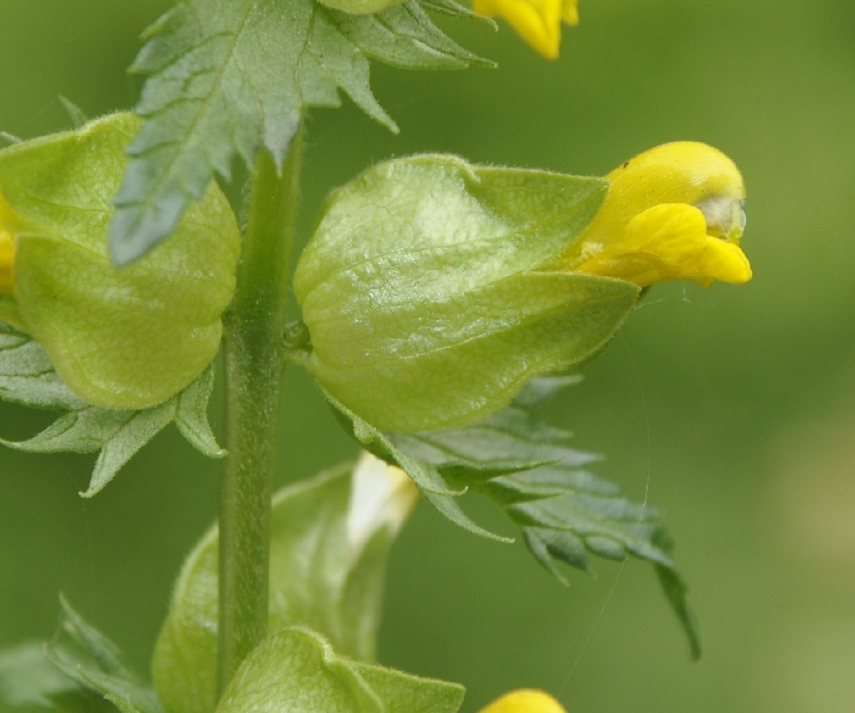 Image of Rhinanthus pindicus specimen.