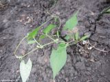 Fallopia convolvulus. Побег с соплодиями. Новосибирская обл., Новосибирский сельский р-н, пос. Элитный, приусадебный участок. 03.07.2014.