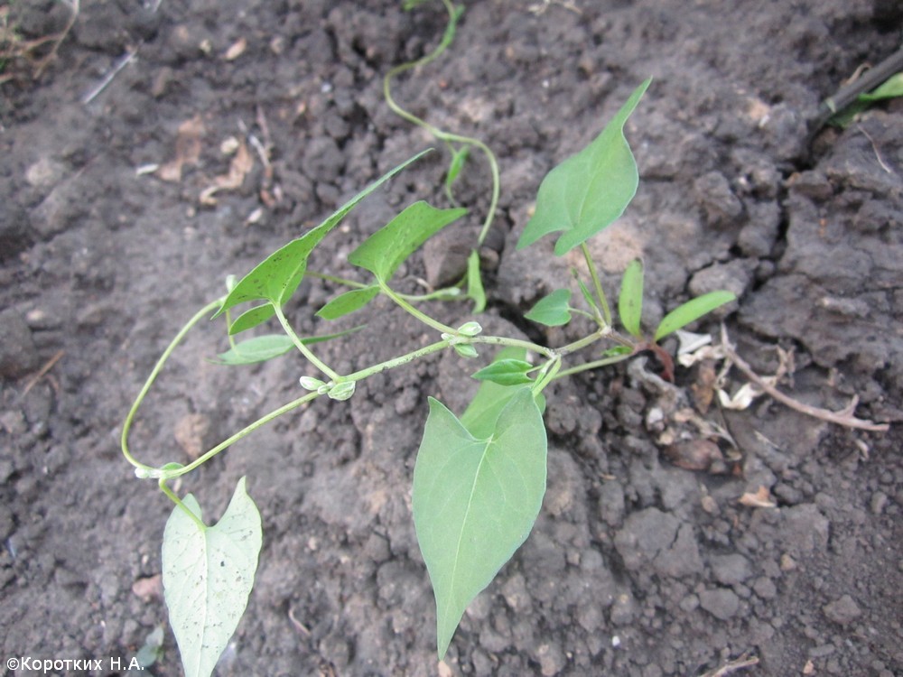 Image of Fallopia convolvulus specimen.