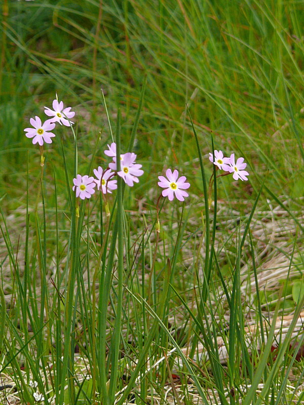 Image of Primula finmarchica specimen.