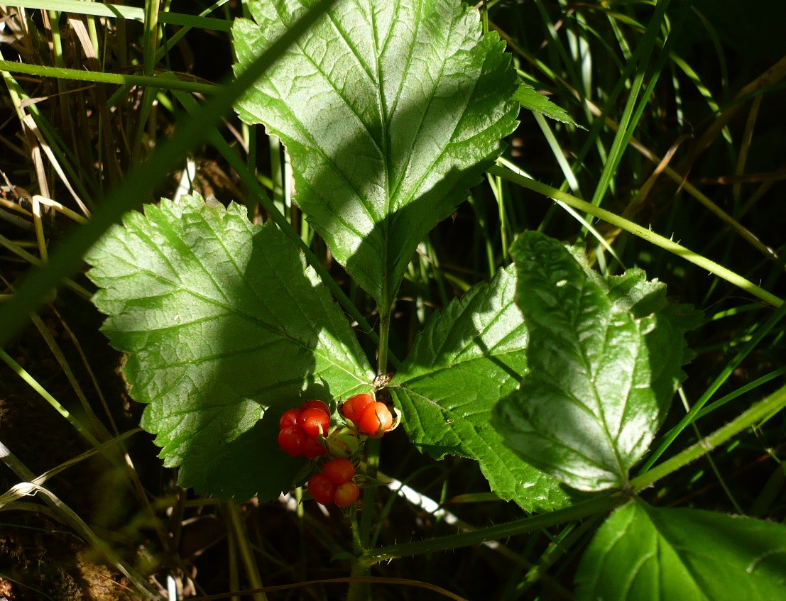Image of Rubus saxatilis specimen.