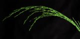 Poa palustris