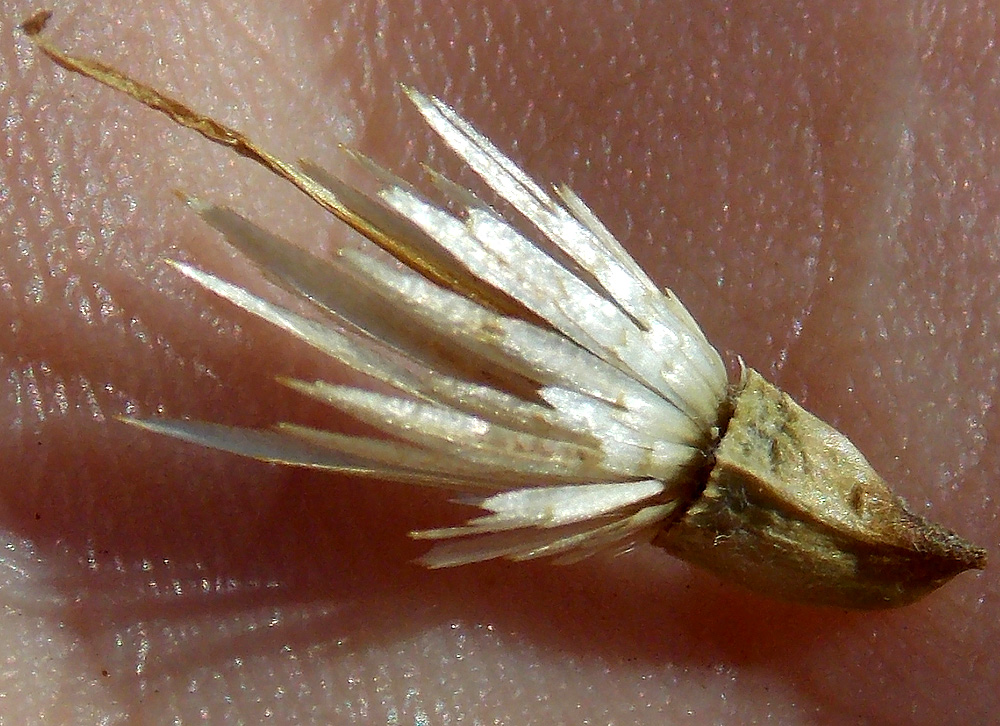 Image of Carthamus lanatus specimen.