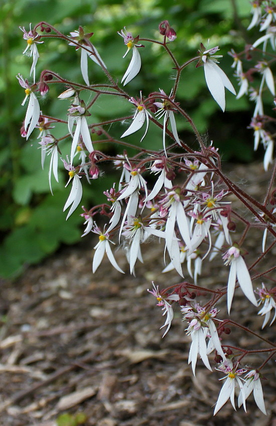 Изображение особи Saxifraga stolonifera.